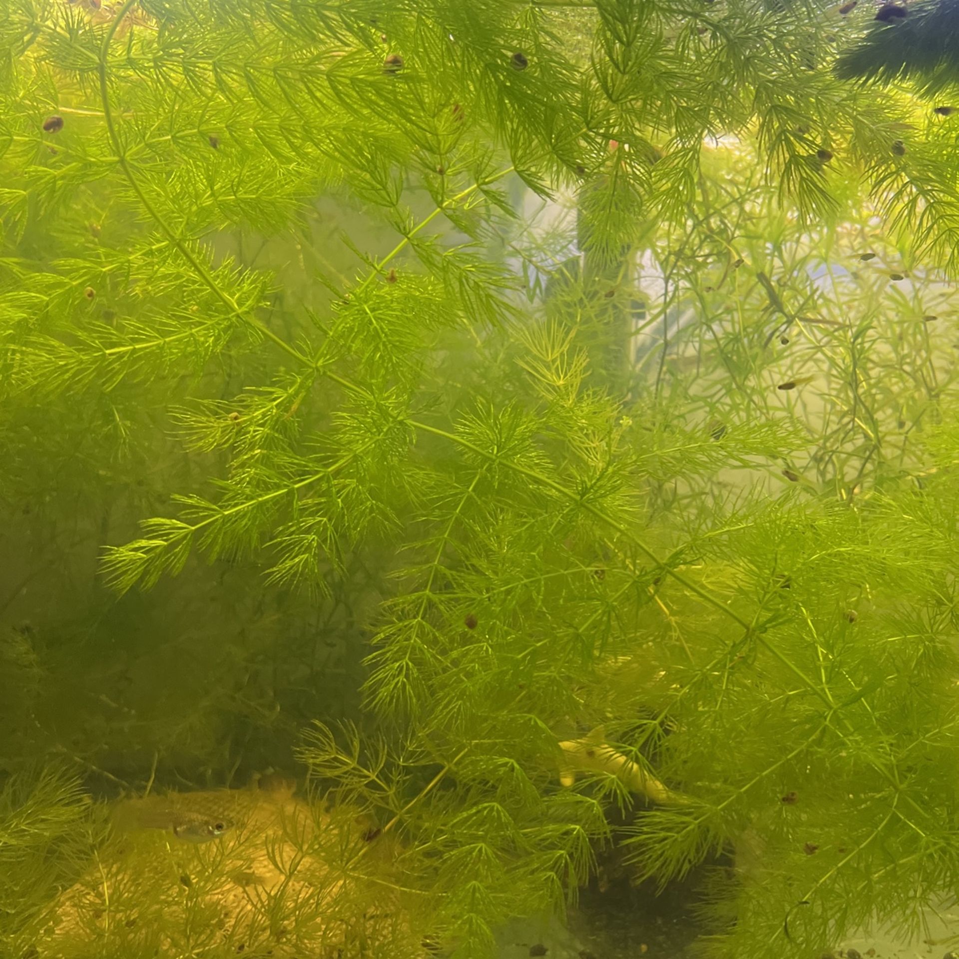 Hornwort