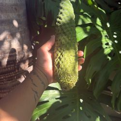 Monstera Fruit 