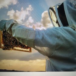 Adult Bee Suit XXL