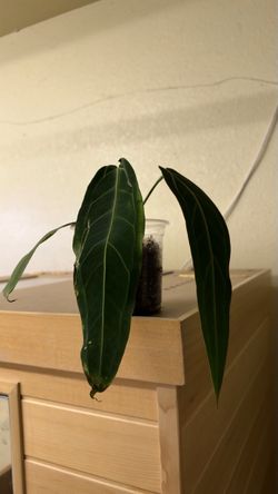 Anthurium Warocqueanum large