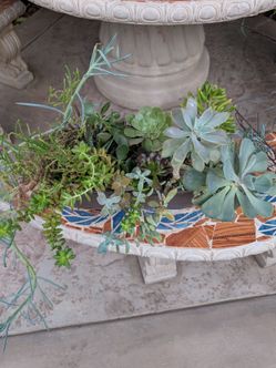 Succulent Arrangement in Plastic Planter Box