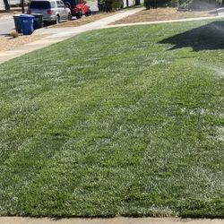 Sod Fescue