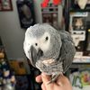Richard