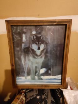 Framed Wolf Picture 