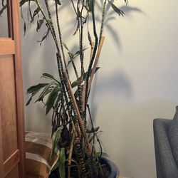 Blue Ceramic Planter With Live Palm Tree