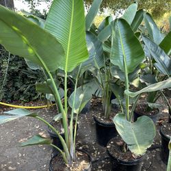 Bird Of Paradise