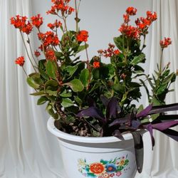 Large Kalanchoe Plant In Pot