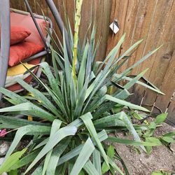 Garden Plant Yucca White Bell, 7 Years, From Ground 