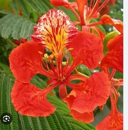 Tabachin, Flamboyant tree 🌳