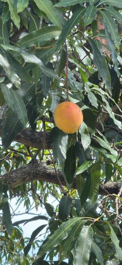 Fresh Homegrown Florida Mangos 🥭
