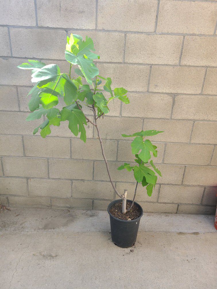 fig plant ....Planta de higo
