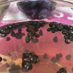 Free RAMS HORN SNAILS