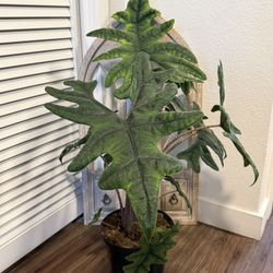 Huge Alocasia Tandurusa Jacklyn
