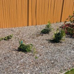 Free Cedar Saplings - U dig