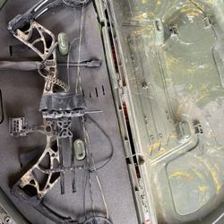 Bear Species Bow And Case 