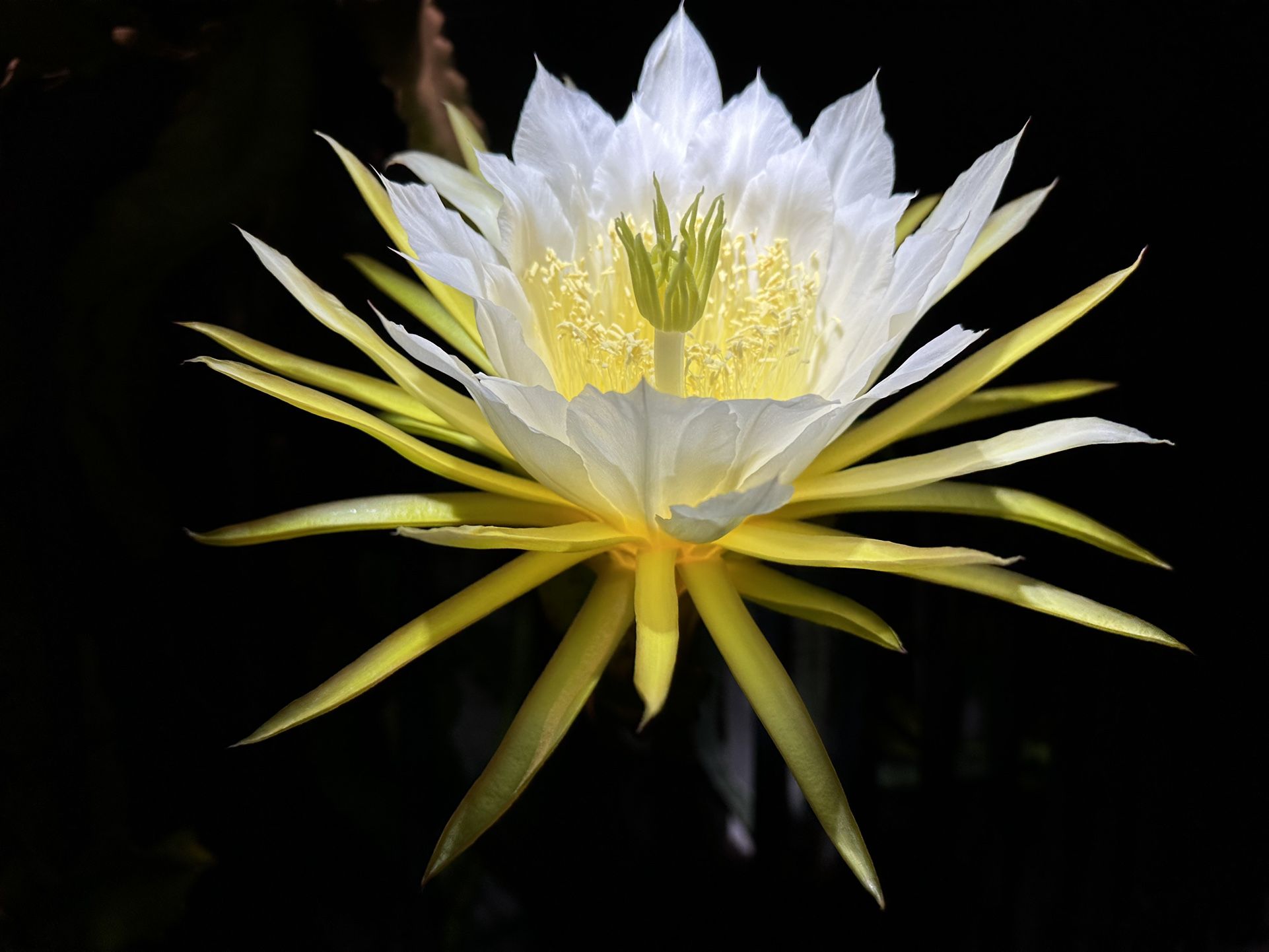 Dragon Fruit, Cuttings, And Plants Available