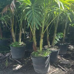 crhistmas Palms  over 8 feet tall Instant Privacy Hedge For Fence 