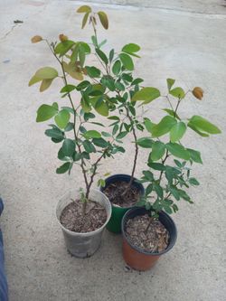 Guamuchil from Mexico 10.00 dlls.