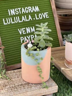Succulent With Art