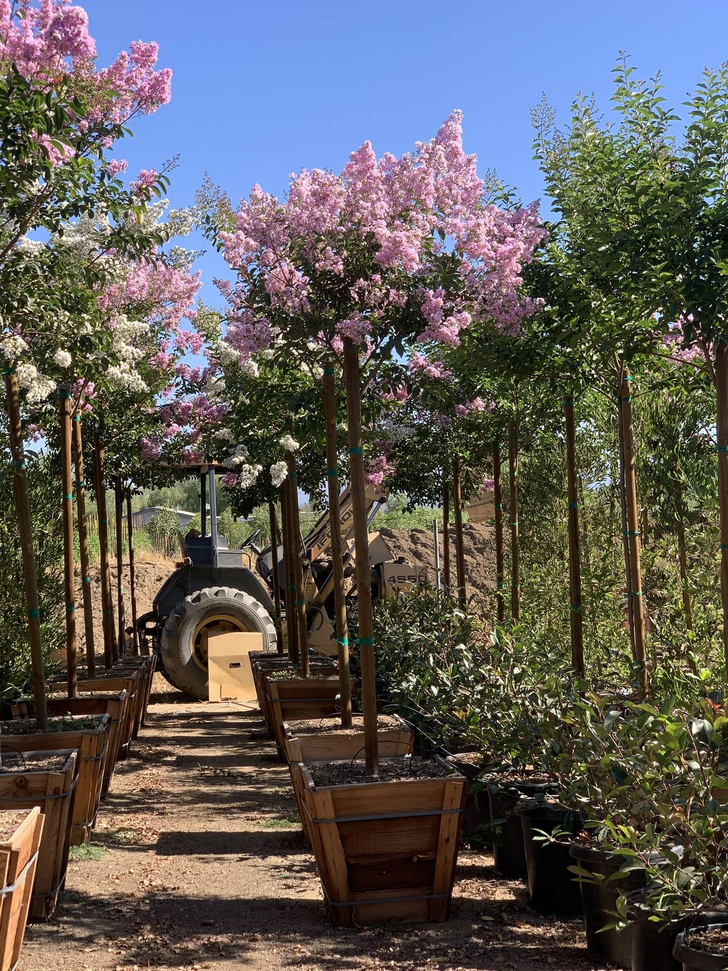 Muskogee Lavender Crepe Myrtle Tree 24”box