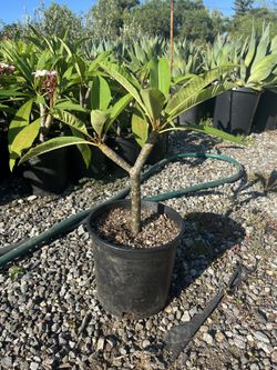 Plumeria Plant