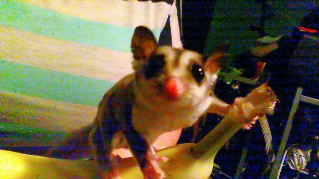 Baby Sugar Glider