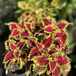 Coleus Plant 