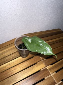 Alocasia Dragons Breath