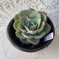 4  Inch Pot - Succulent Plant - Echeveria Painted Lady - Echeveria Derenbergii - Rooted & Established Plant - Drought Resistant - 🪴