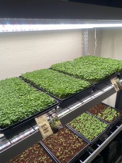 $8 3oz. Clamshell Containers and full trays for $30