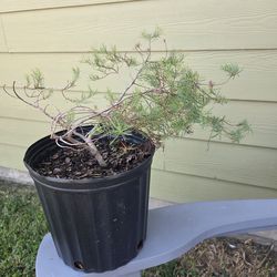 Angus Cold Hardy Eucalyptus Tree