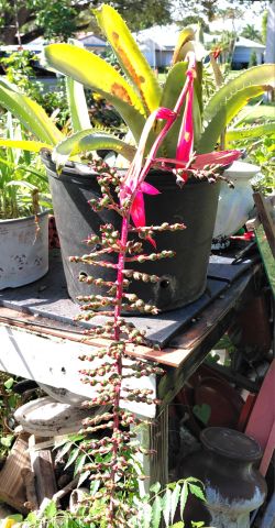 Achmea Blooming Bromeliad Plant Landscape plant