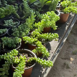 Succulents Plants 4”pot 