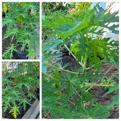 Papaya Tree Plant in Pot