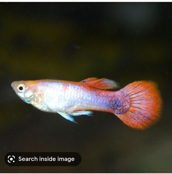 Young Fish  Guppies For Sale