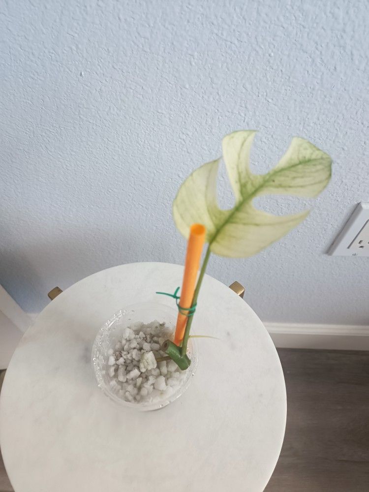 White Monster Mint Tetra