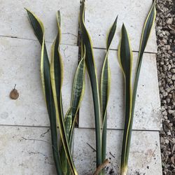 snake plants, all for $20