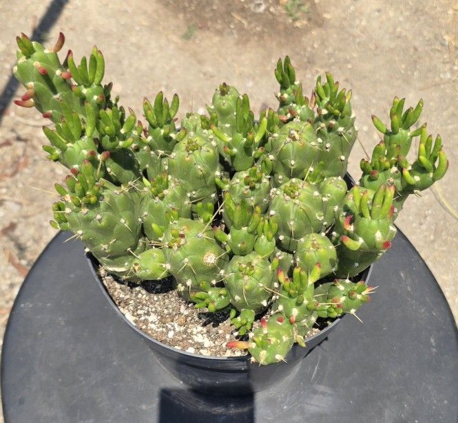Austrocylindropuntia subulata Plant, commonly known as Eve's pin cactus or Eve's needle.