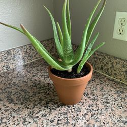 Aloe Vera Plant/ Sbila for Sale in Las Vegas, NV - OfferUp