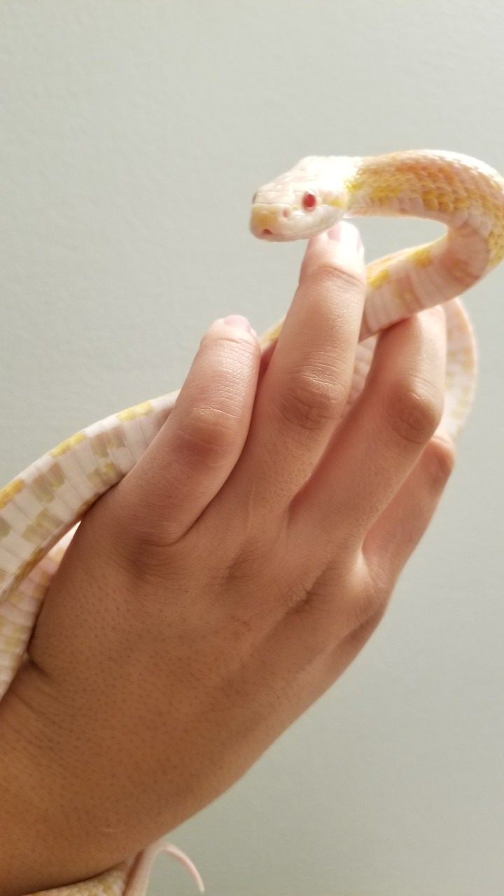Cornelius THE Fancy Corn-Snake