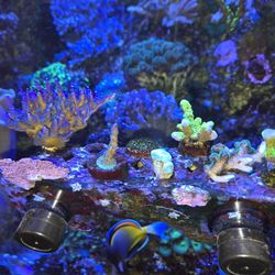 Fish Tank