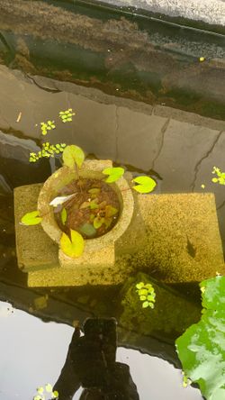 Water lily sprout