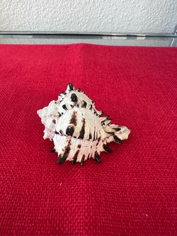 Vintage Natural Black Murex Sea Shell Specimen – Spiny Cabinet Specimen 3"