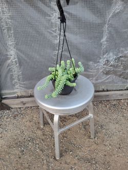 Donkey Tail Plant 6" Nursery Pot