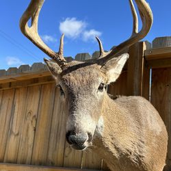 Taxidermy Deer & Antelope 