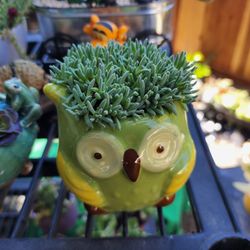 SUCCULENT AND PLANT SALE THIS SAT AND SUNDAY IN SAN LORENZO..SKYLINE SUCCULENTS 