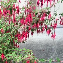Hardy Fuchsia Magellanica Perennial Plant. Attracts Hummingbirds.Please See All Pics.