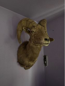 Big horn sheep