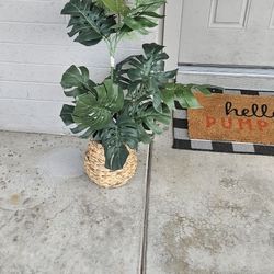 Nice plant