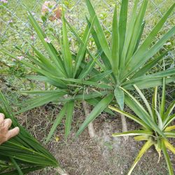 2 Ft +Yucca Rooted Plant $20 -Ship Bareroot $12 - Spanish Bayonet